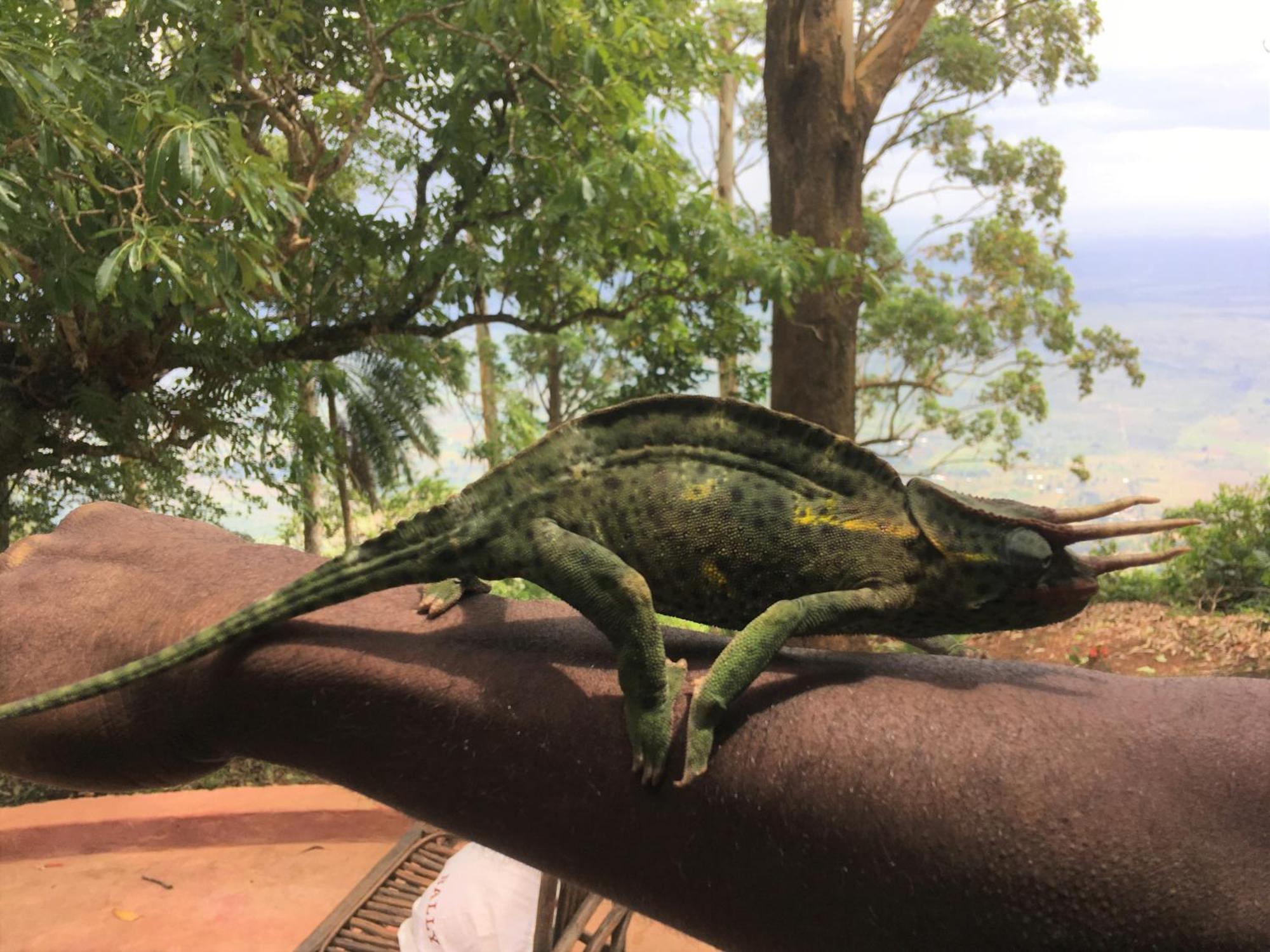 Villa Kinyonga, Camp Mawingu Muheza Buitenkant foto